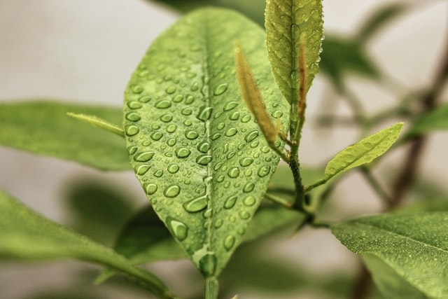 Earth-Friendly News Stories from the Holidays